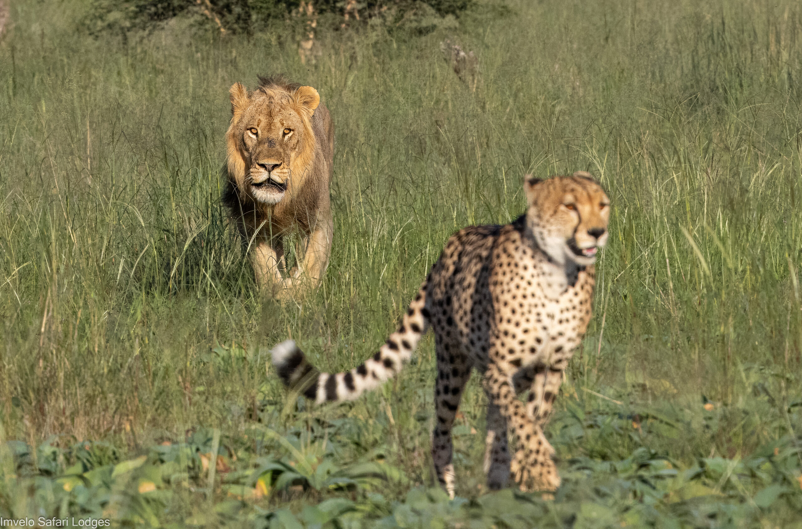 Lions and cheetahs walking through grass on a guided wildlife walk
